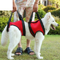Large white dog wearing front and rear support vests, owner holding both handles