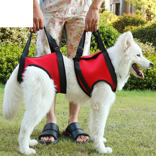 Large white dog wearing front and rear support vests, owner holding both handles