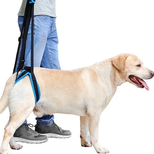 Labrador wearing the Amble Rear-Lift Support Harness, owner holding the handle
