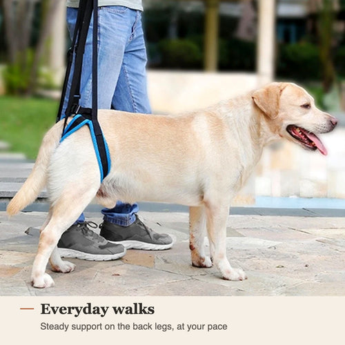 Senior dog walking outdoors with rear-lift harness support