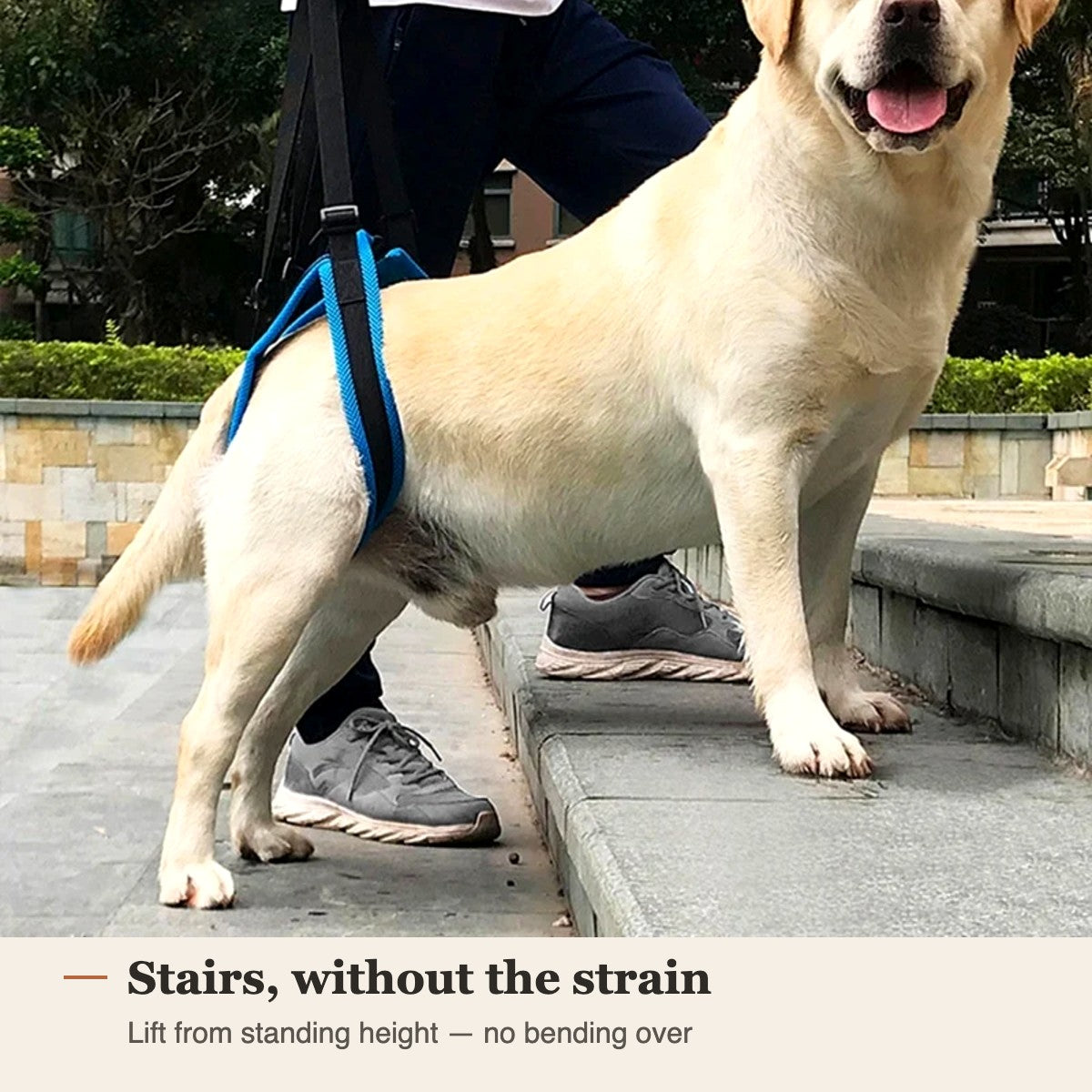 Dog climbing stairs with help from the rear-lift harness