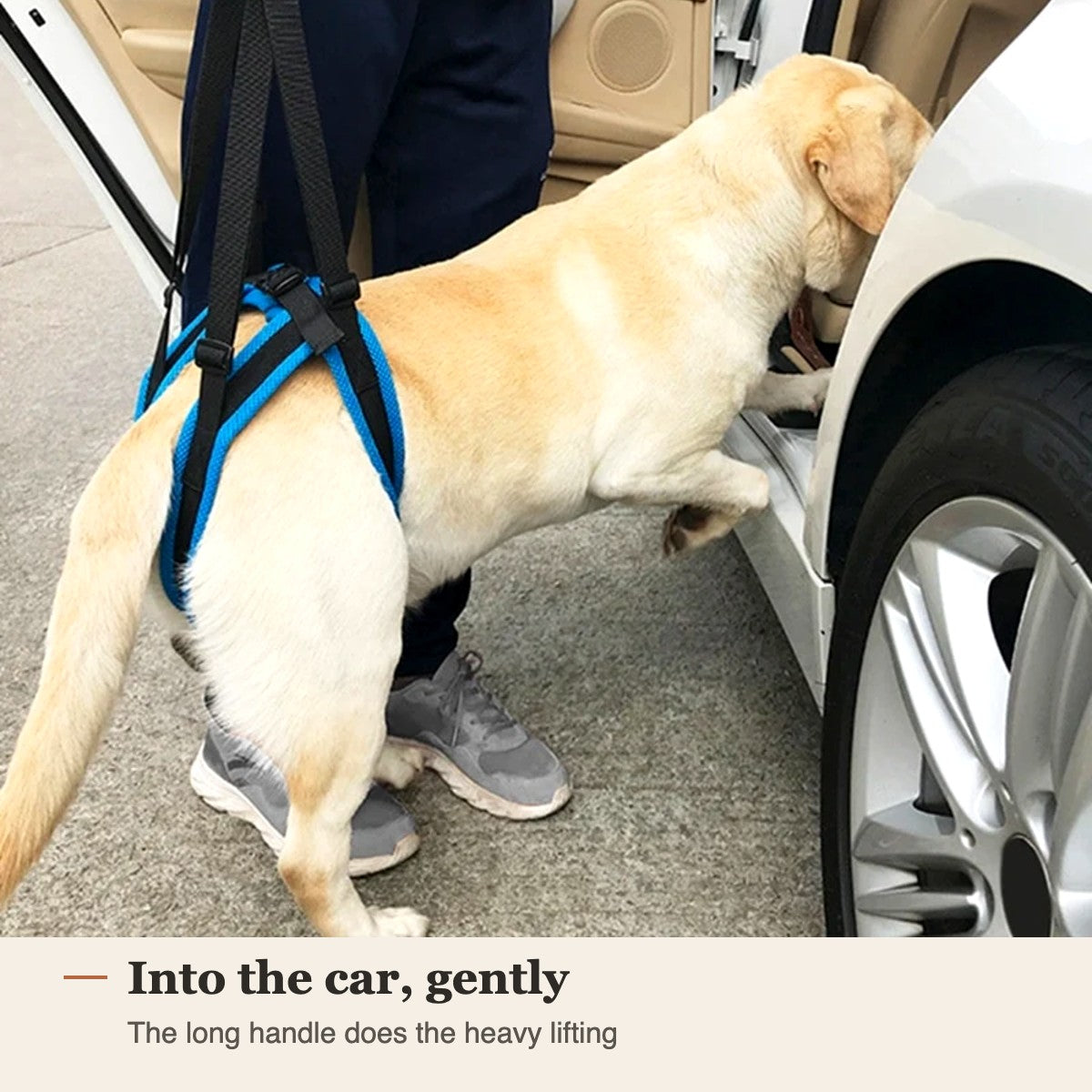 Owner lifting dog into a car using the harness handle